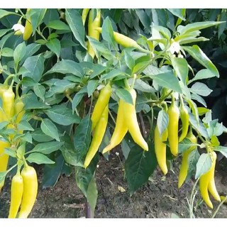 Hạt giống ớt sừng vàng châu phi - Gói 0.1gram