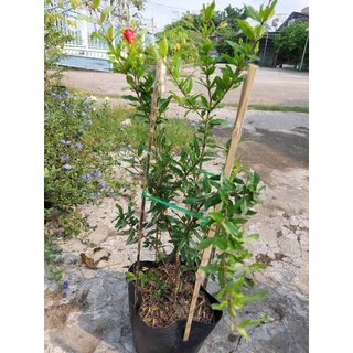Giống cây lựu đỏ cây lớn
