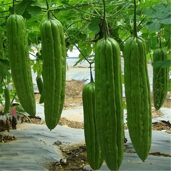 Hạt Giống Mướp Đắng Khổ Qua Trái Dài Chuẩn F1 - MV08 - Gói 10Hat