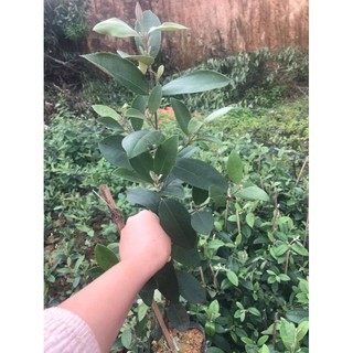 Cây giống sim rừng