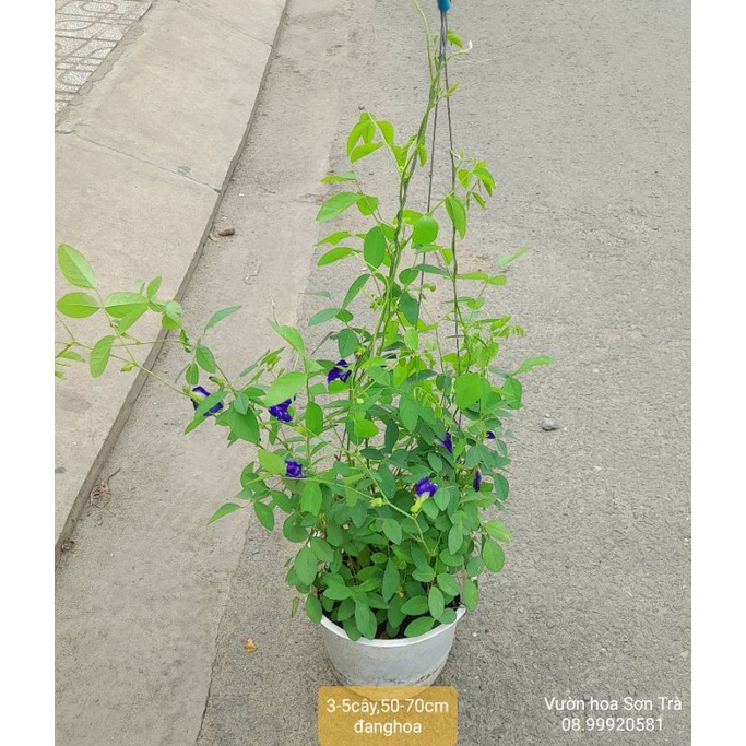 Cây HOA ĐẬU BIẾC, 10-60cm, đang hoa.