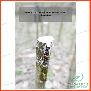 BĂNG KEO GHÉP CÀNH 5CM*150M - Tự Dính Tự Hủy giúp bảo vệ mối ghép, nhanh liền - Tăng tỷ lệ sống của mối cây ghép