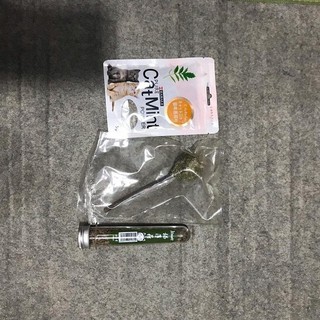 Cỏ Bạc Hà cho Mèo