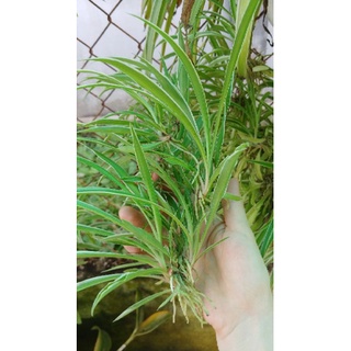 Cây giống cỏ lan chi (cây dây nhện, cây mẫu tử)