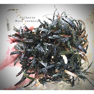 Cây thủy sinh Bucep trồng tại VN