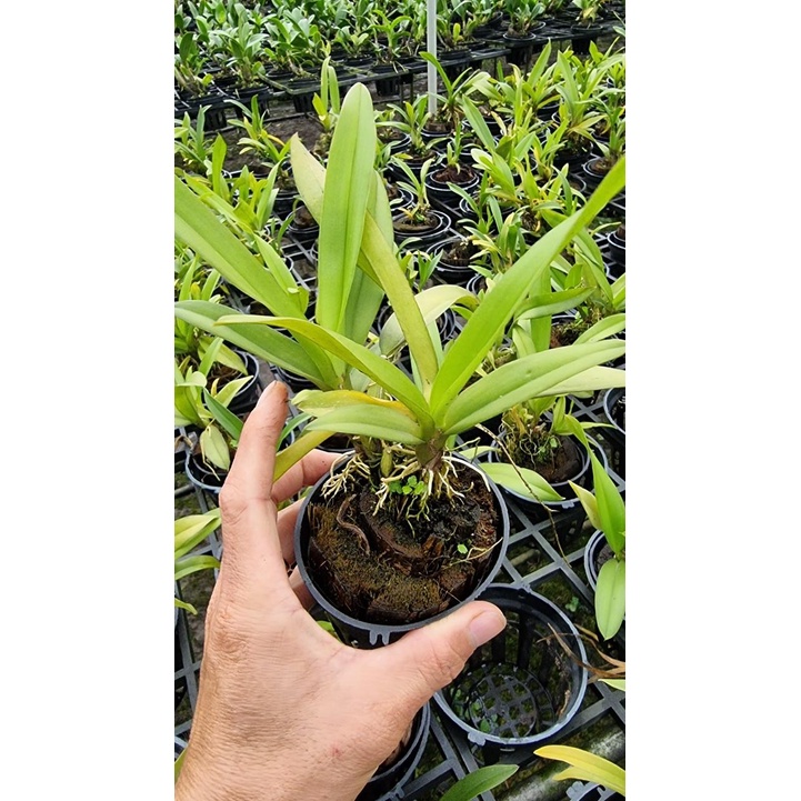 Vũ nữ lava chậu trưởng thành đang nụ hoặc sắp nụ hoa cây khỏe trồng chậu f12