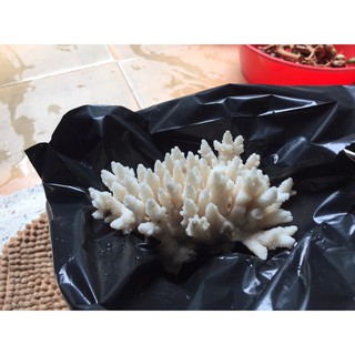 San Hô nhân tạo