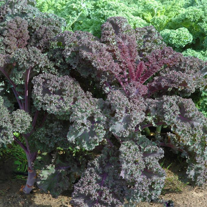 10gr - Hạt giống Kale Tím Scarlet F1 Nhập Khẩu Mỹ nảy mầm 100%