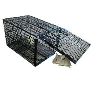 Bẫy chuột lồng ĐA SỸ, HÀ ĐÔNG