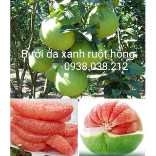 CÂY BƯỞI DA XANH RUỘT HỒNG CHIẾT CÀNH