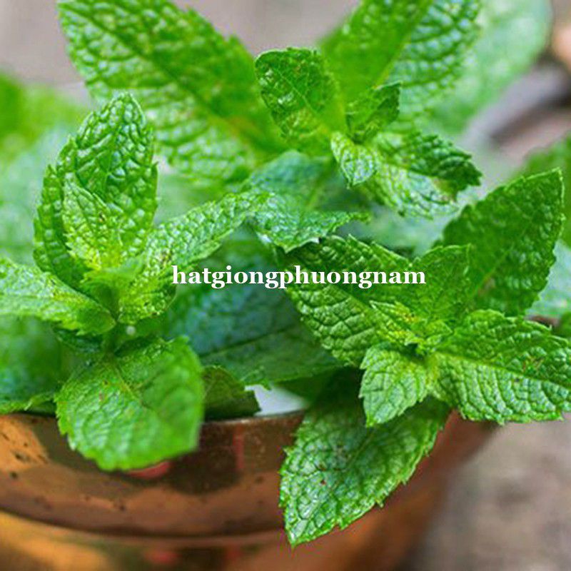 Hạt giống rau bạc hà mint chất lượng F1