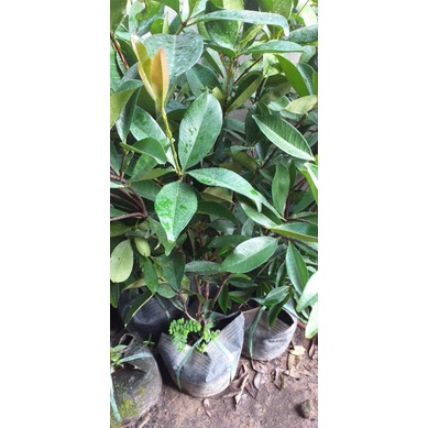 Cây Cherry Brazil chiết cao 100cm .