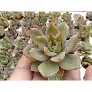 sen đá xinh nhiều mẫu tự chọn