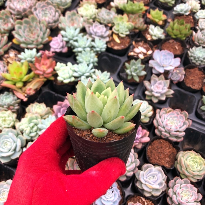 Siêu giảm giá sen đá Vuốt Gai