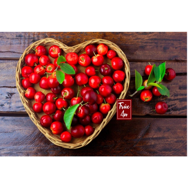 [CHỈ GIAO HCM]  Cây sơ ri Thái cao khoẻ nhiều hoa đang đậu trái. Cây đã thuần khí hậu HCM bảo đảm sống tốt