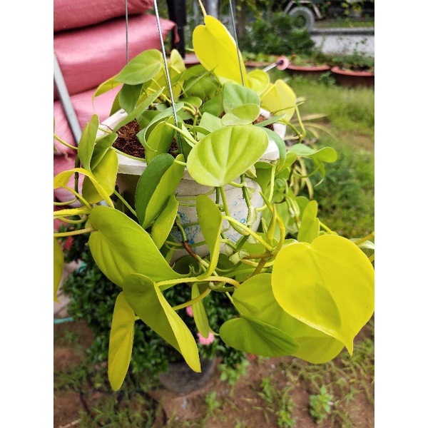 Trầu bà vàng lá tim chậu mini Philodendron Hederaceum 'Lemon Lime