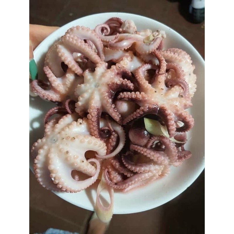 Bạch tuộc sữa làm sạch💥 GIÒN NGON💥 ăn lẩu , nướng - Haidangfood | BigBuy360 - bigbuy360.vn