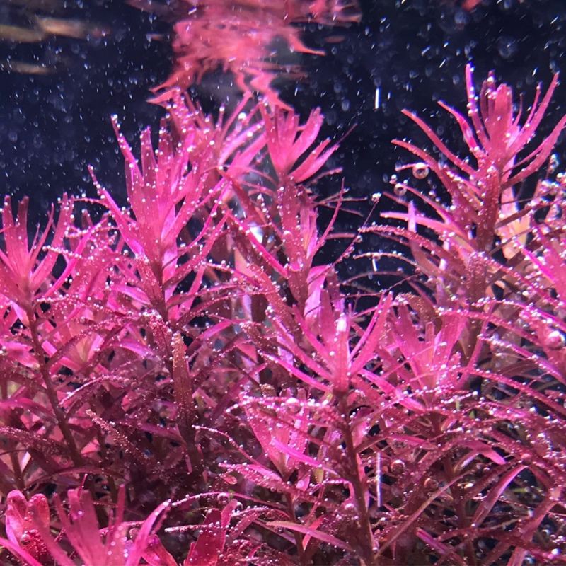 Phân nước thủy sinh cung cấp sắt Extreme Fe+ 230mL