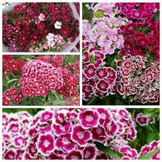 Hạt giống hoa cẩm chướng mix