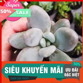 Sen sỏi trắng siêu kute hạt me, dễ trồng