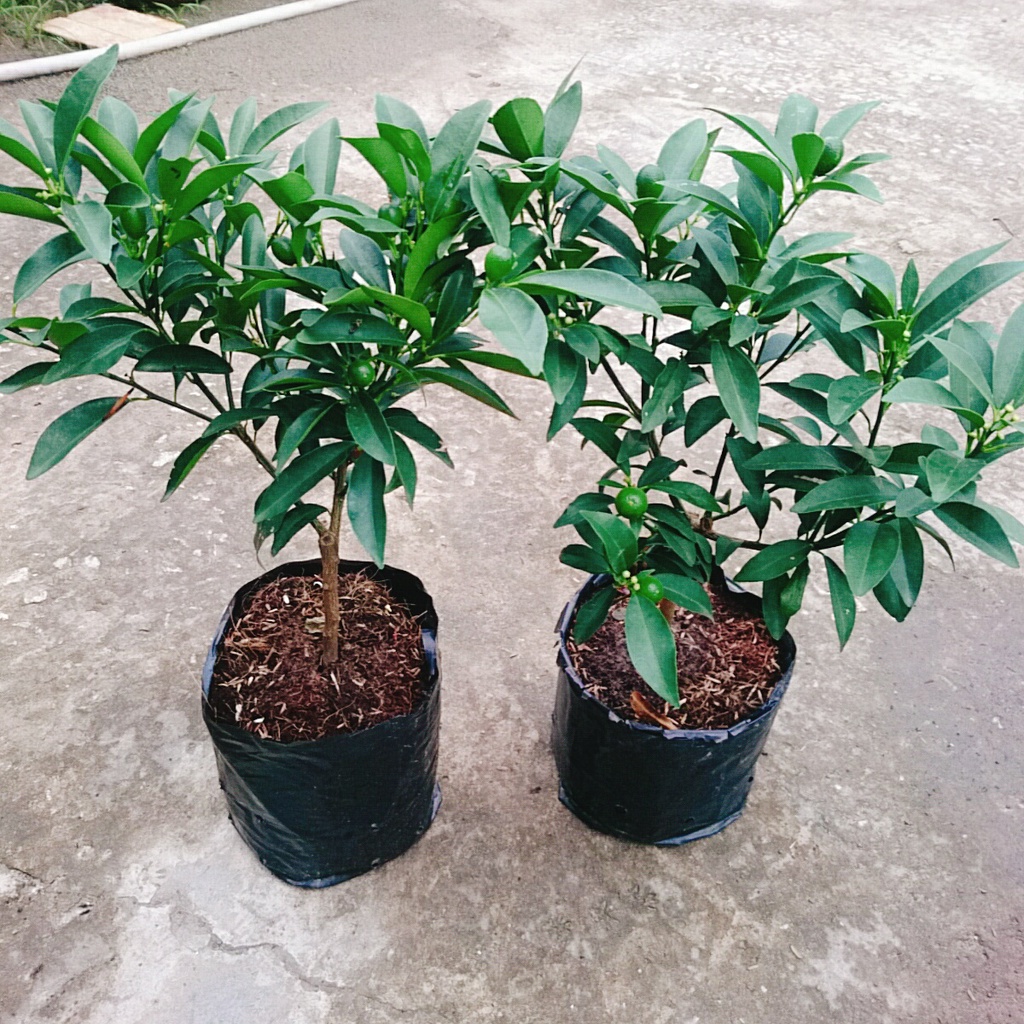 Cây Hạnh Ngọt - cây tắc ngọt thái