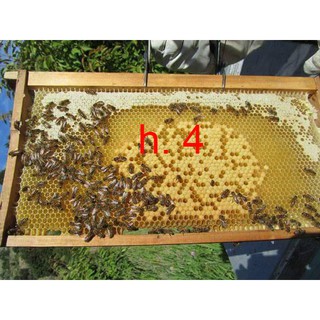 [0.5 Lít] MẬT ONG RỪNG - EAPAL- EAKAR- ĐAK LAK