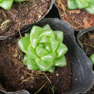 sen đá dạ quang tròn