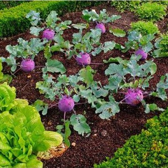 Hạt Giống Su Hào Tím 0.5gr