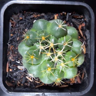 Cory hoa đỏ - Coryphantha Elephantidens (5.1cm - 5.5cm)  (Vườn xương rồng EXOTICACTUS)