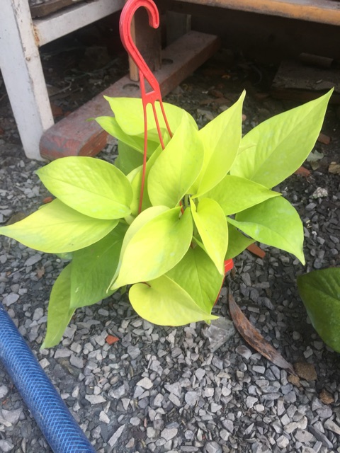 Trầu bà vàng + trầu bà thái xanh chậu treo mini