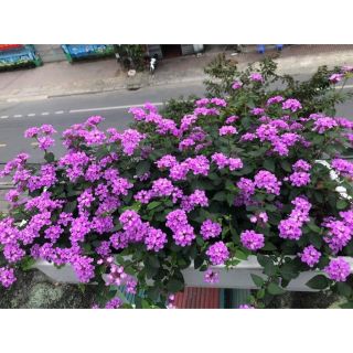 Cây hoa ngũ sắc rũ các màu- Hoa đẹp trang trí sân vườn- Decor- Hoa kiểng TH farm- Cây chuẩn giống