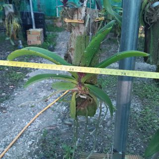 Phong lan ngọc điểm Giò ghép gỗ