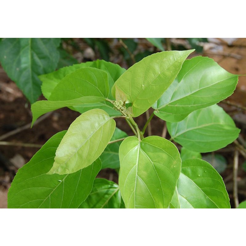 Lá vọng cách _cây giống lá cách