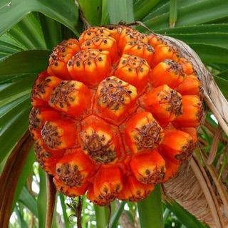 Quả dứa rừng (1kg)