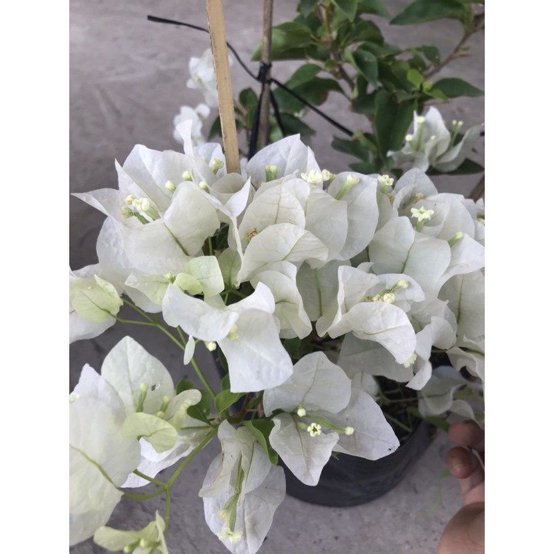 caykiengsadec hoa giấy trắng + tặng phân bón - hoa kiểng lá trang trí nội thất