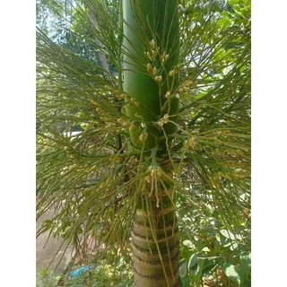 giống cau lùn tứ quý
