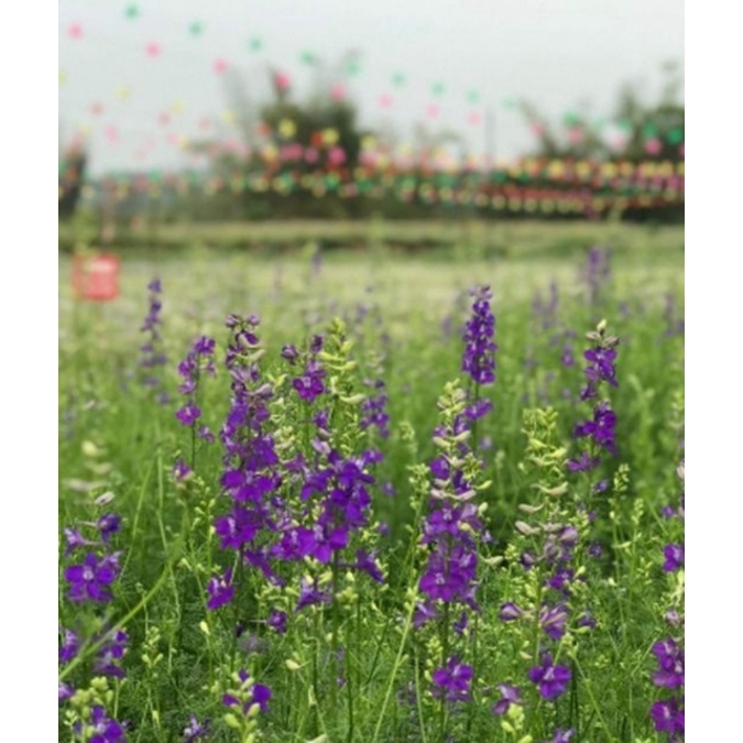 Hạt giống hoa Violet - Gói lớn nhiều hạt - Tặng gói kích nảy mầm