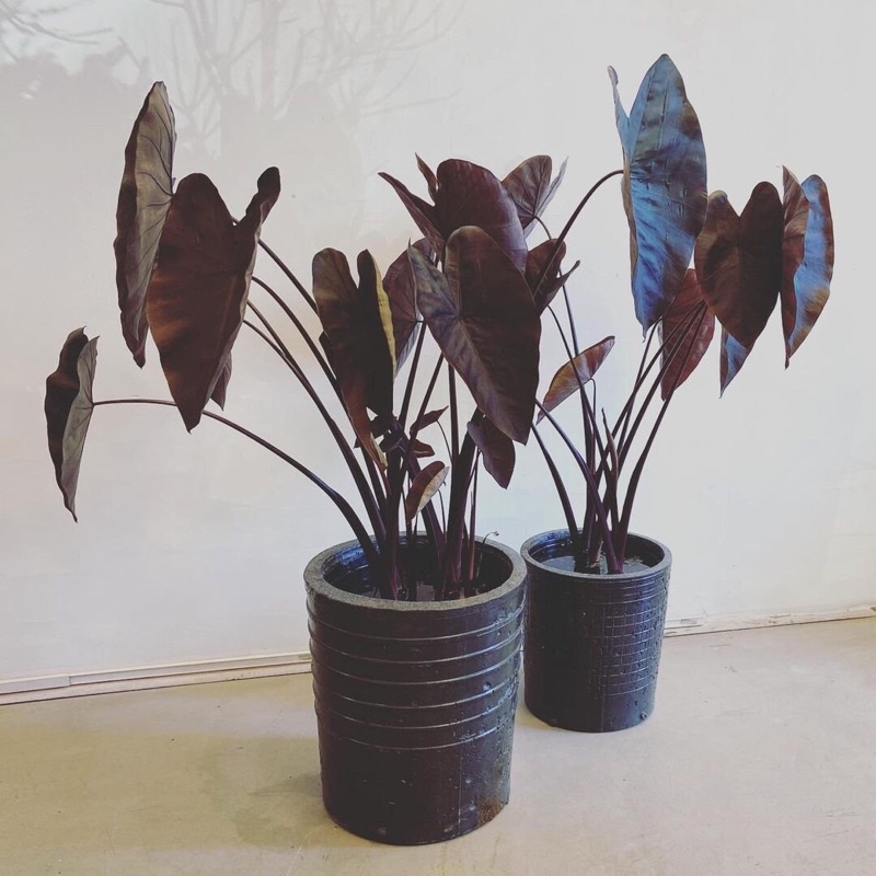 Colocasia Esculenta Black Magic