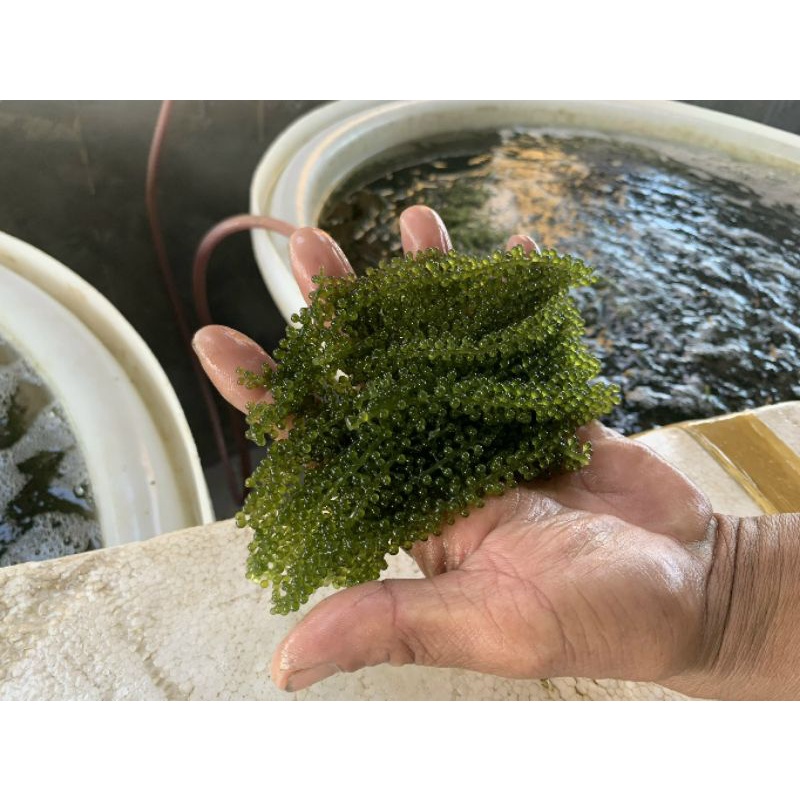 Rong nho tươi 1kg-