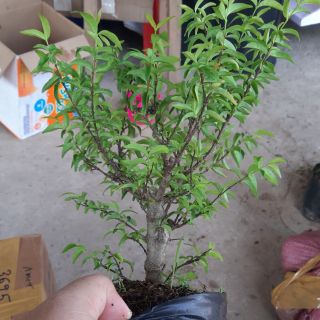 10 cây mai chiếu thủy lá trung giống