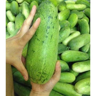Hạt giống Dưa Chuột Mèo (Thái Lan) 1gr