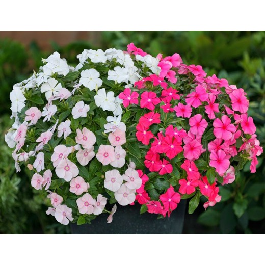 Hạt Giống Bông Dừa Cạn, Hoa Dừa Cạn Nhiều Màu, hat giong sach thuy canh, hat giong hoa dep bong dua can