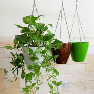 Chậu Hoa Treo Thông Minh Tròn Bầu IGAR