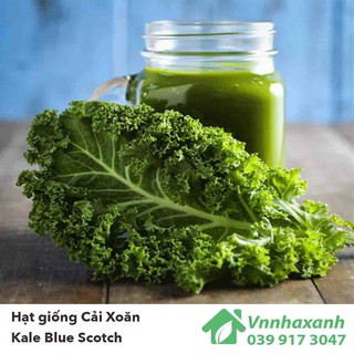 Hạt Giống Cải bẹ mào gà Rado 101 20g