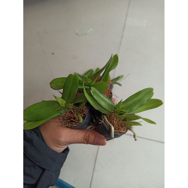 Hoa lan hoàng nhạn thái