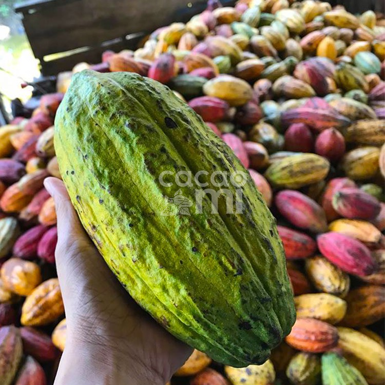 Bột cacao sữa hòa tan 3in1 - Thức uống socola thơm đậm vị ca cao nguyên chất CACAOMI gói dùng thử 80g