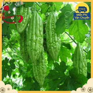 Hạt Giống Mướp Đắng F1
