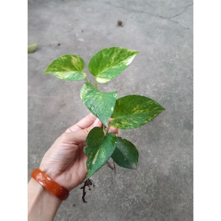 cây trầu bà (cây phong thủy)