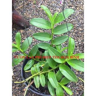 Combo 3 kie Phi điệp tím chuẩn gốc Hòa Bình