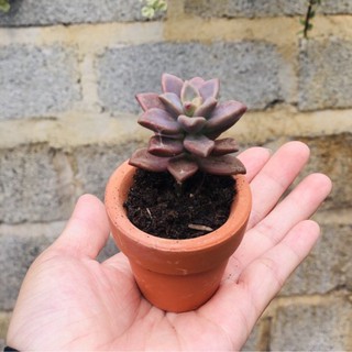 Chậu đất nung mini